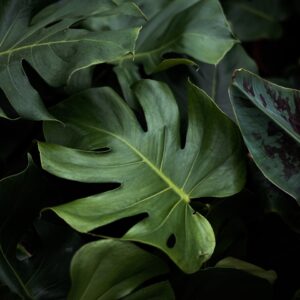 Monstera Deliciosa