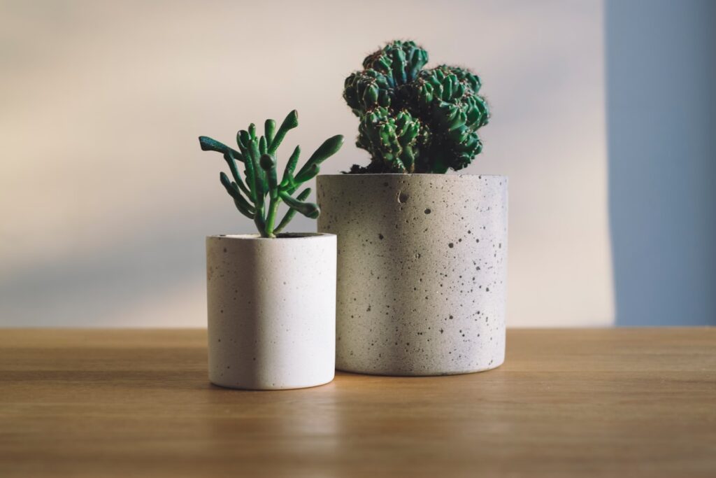 Cactus Mix