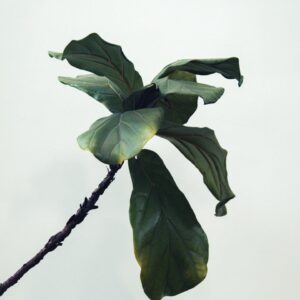 Ficus Lyrata