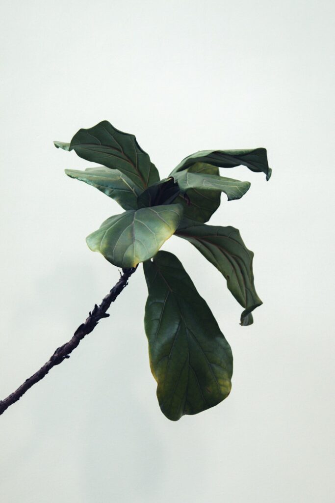 Ficus Lyrata
