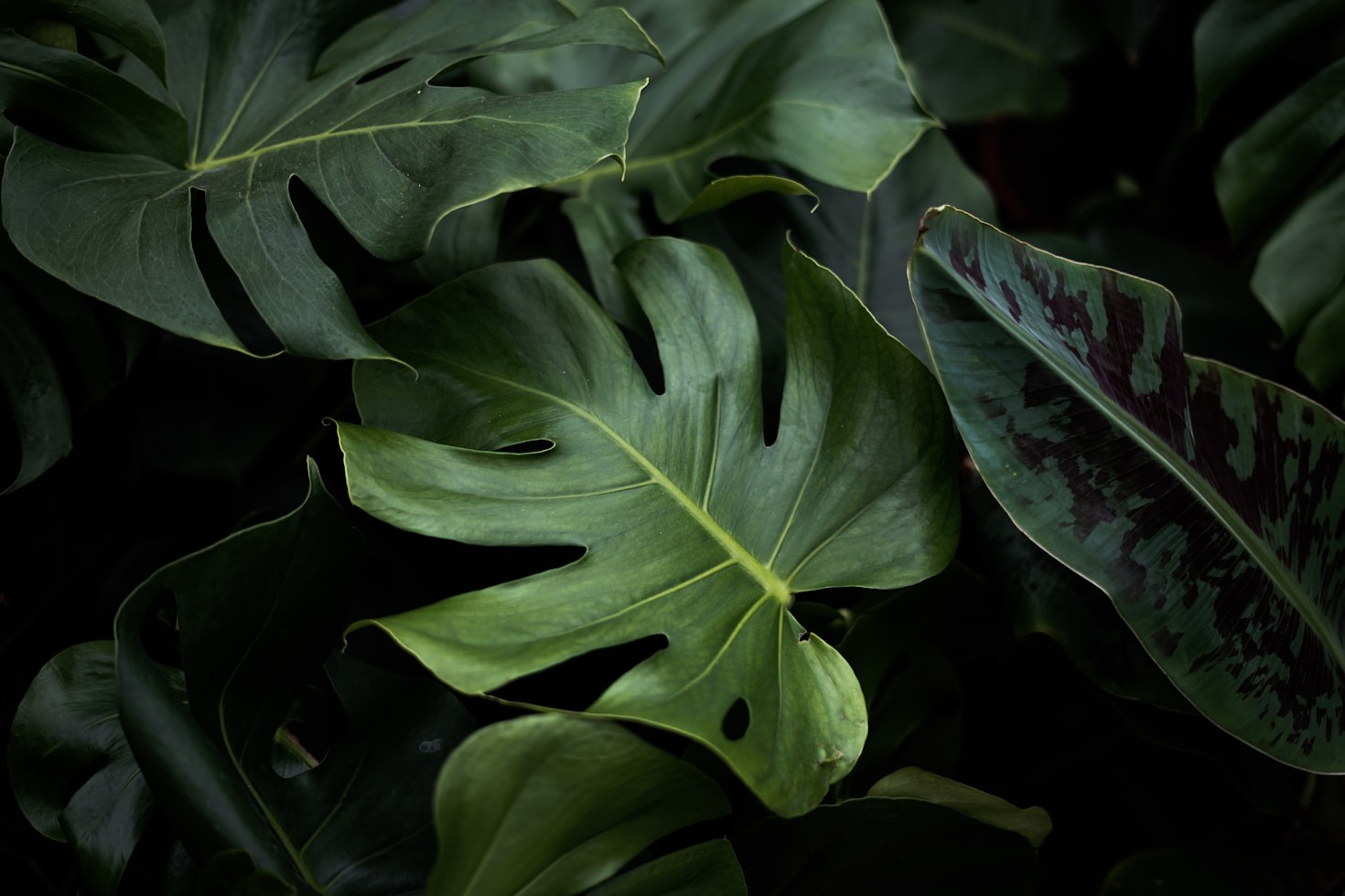 Cómo cuidar tus plantas durante el invierno