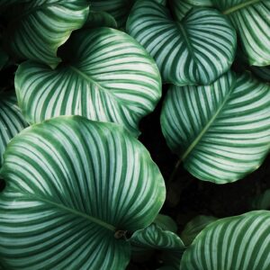 Calathea Orbifolia