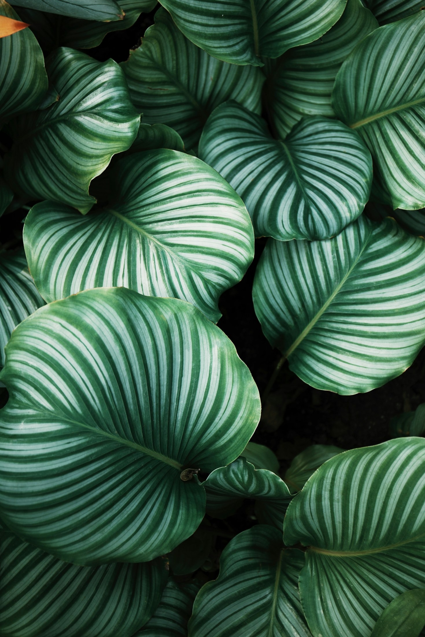 Los mejores accesorios para tu rincón verde