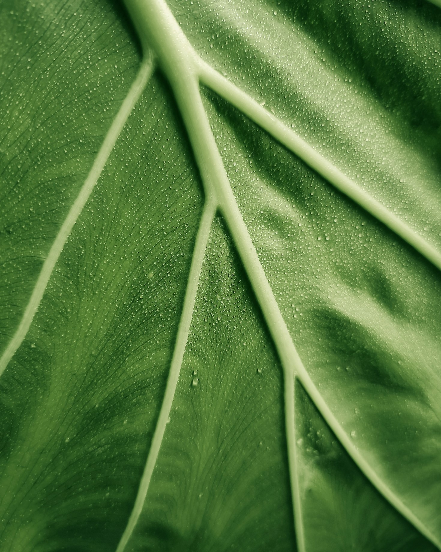 Plantas ideales para principiantes en jardinería